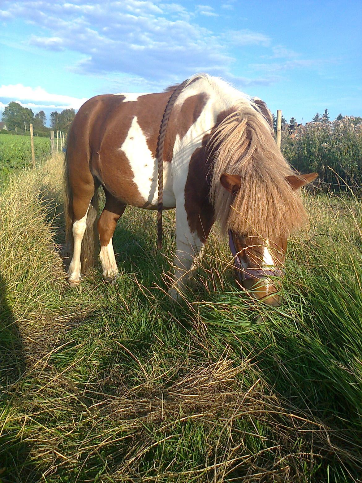 Anden særlig race Baley - Baley nyder det gode græs. billede 12