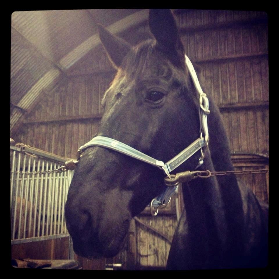 Anden særlig race Charmeur billede 18