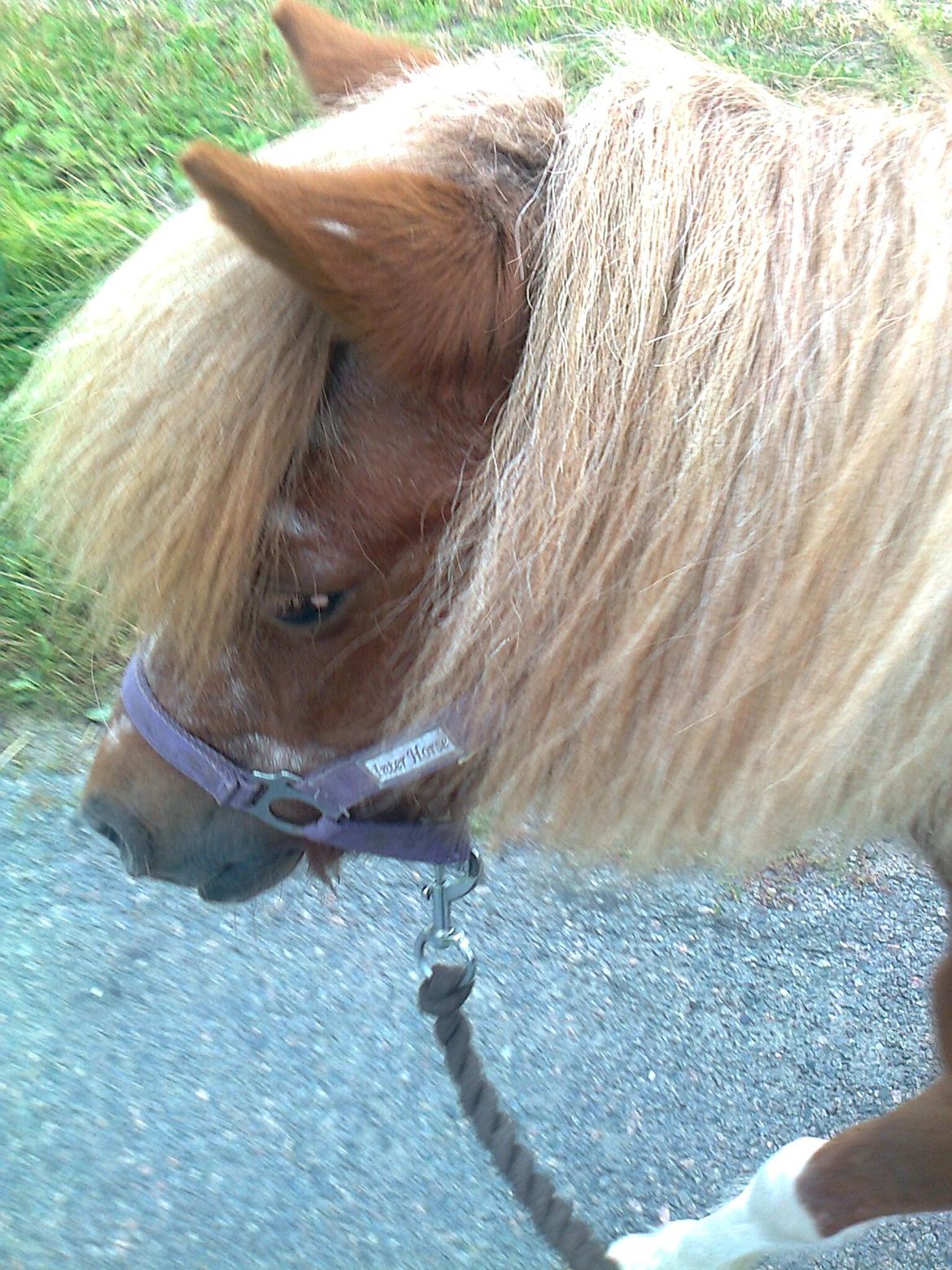 Anden særlig race Baley - Vi trasker tur :) billede 8