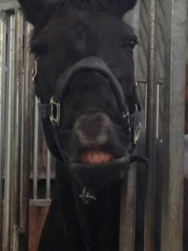 Anden særlig race Charmeur billede 20