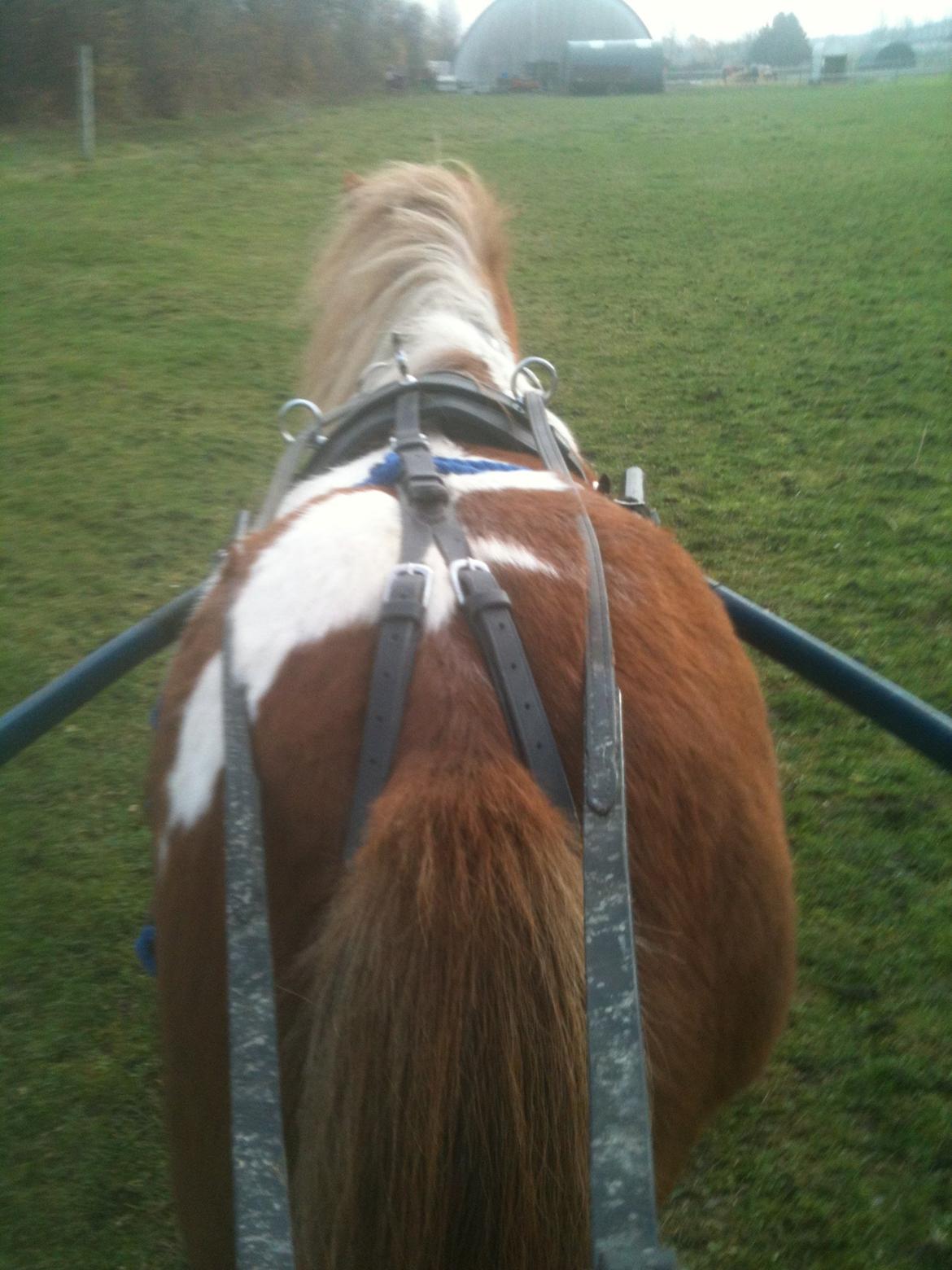 Anden særlig race Baley - Sådan ser en god pony-numse ud :) Første gang jeg kørte med hende. billede 5