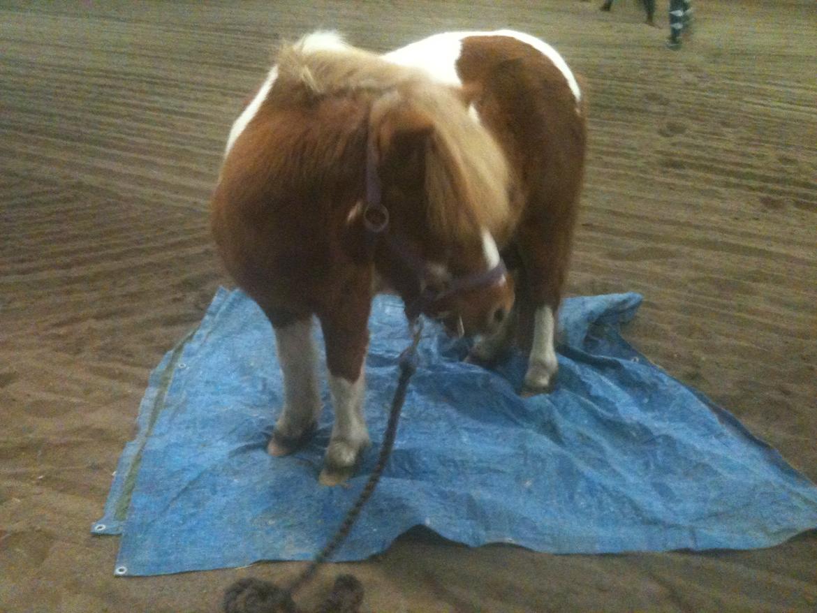 Anden særlig race Baley - Det er da pærelet :) billede 7