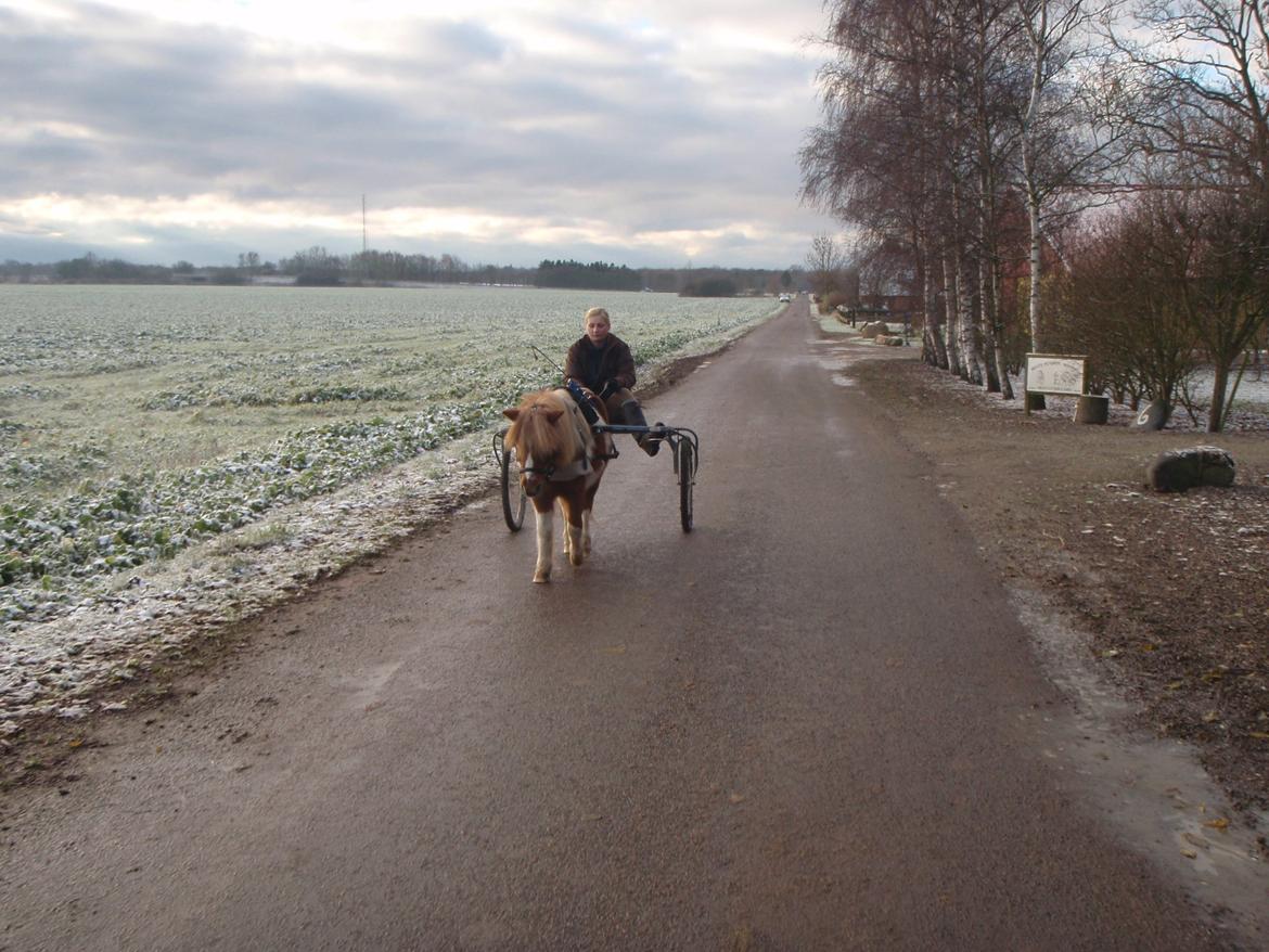 Anden særlig race Baley - Elsker vores køreture <3 billede 4
