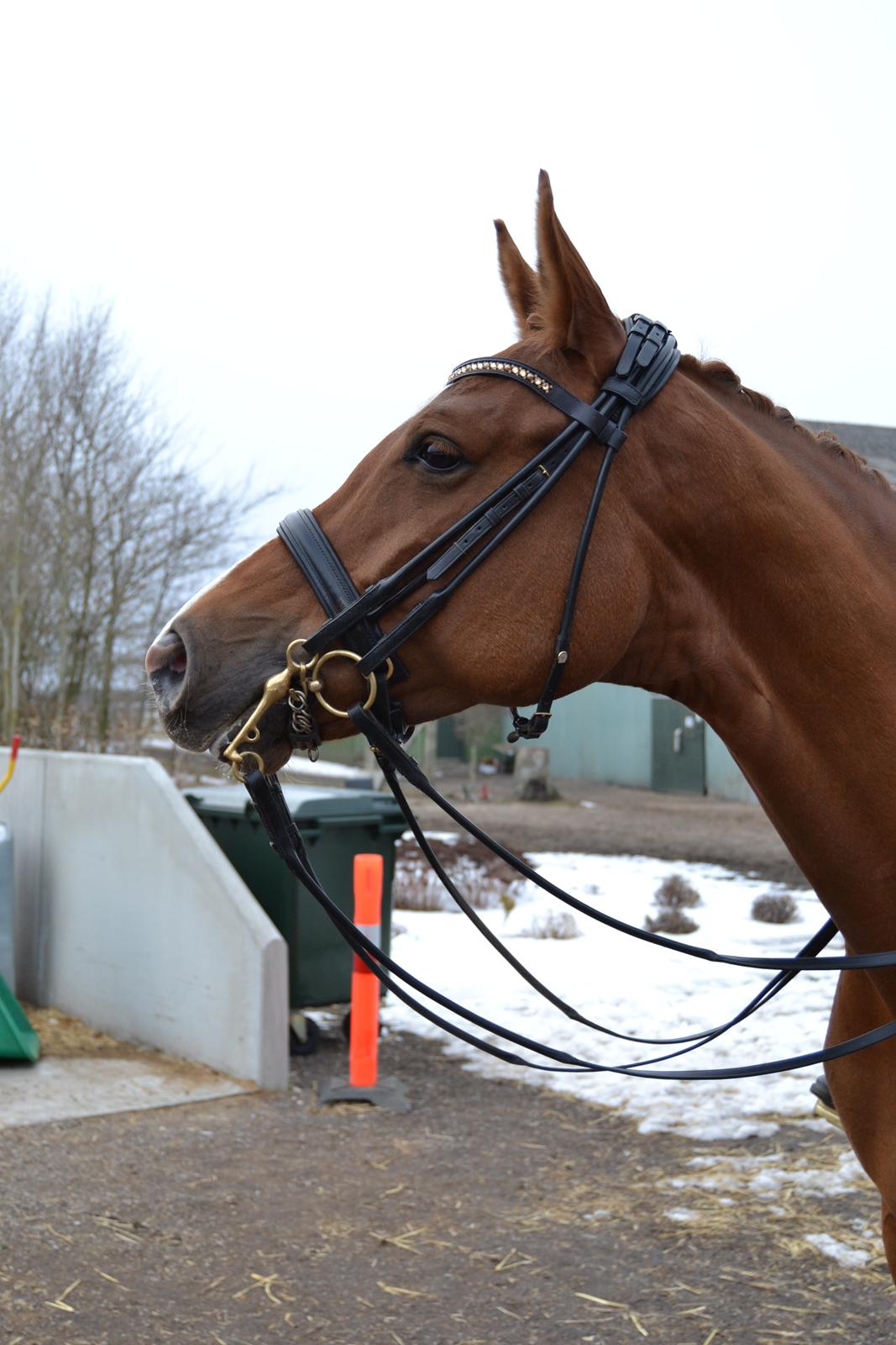 Trakehner Loulóu Sjælstofte (Himmelhest) - nu med kandar...marts 2013 billede 2