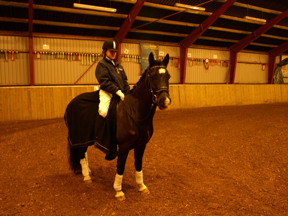 Welsh Cob (sec D) Fronerthig Brenin Arthur RIP billede 17