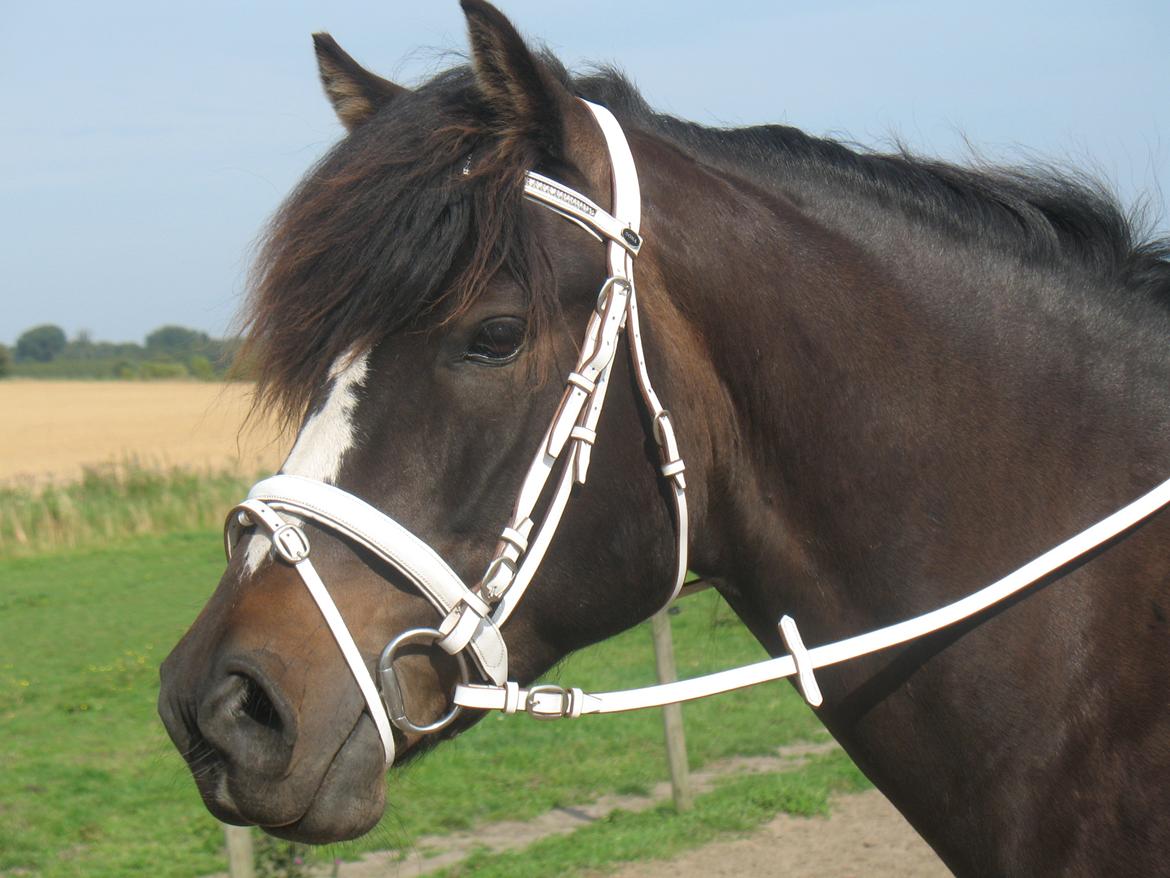 Koldblodstraver Don Dash - Dash med sin fine hvide trense billede 1