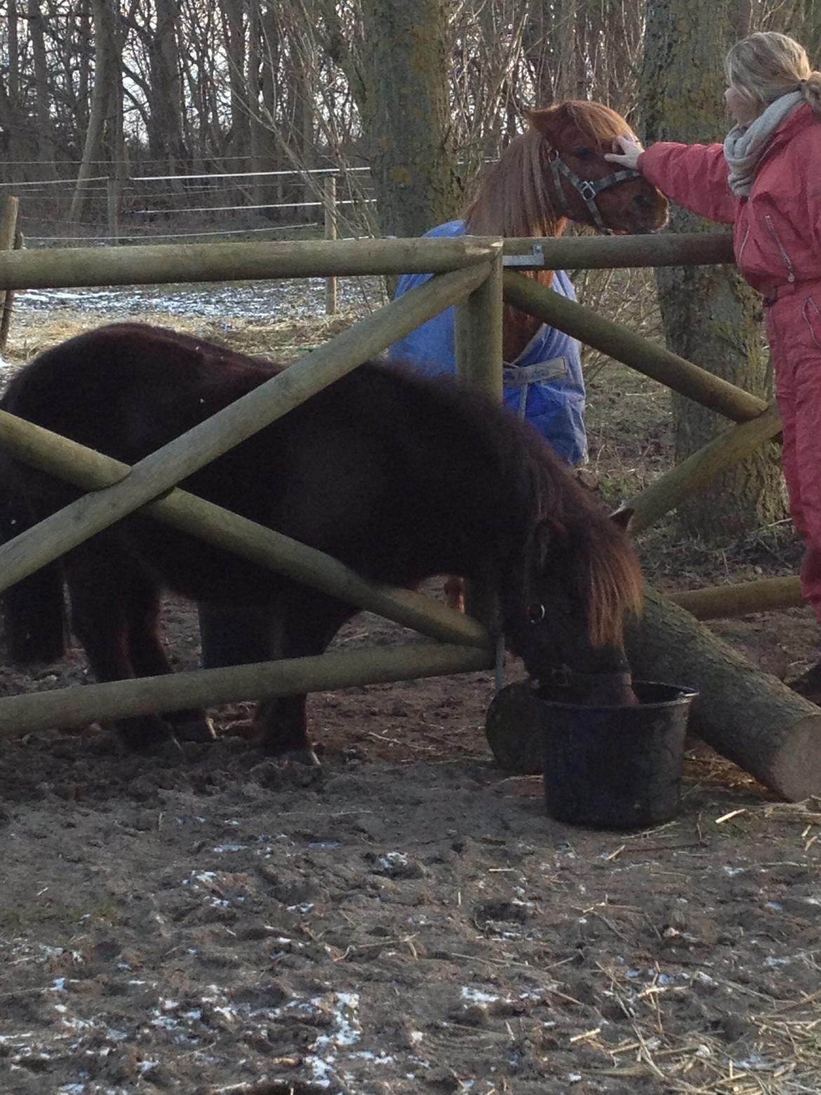 Shetlænder Anna-Bell billede 15