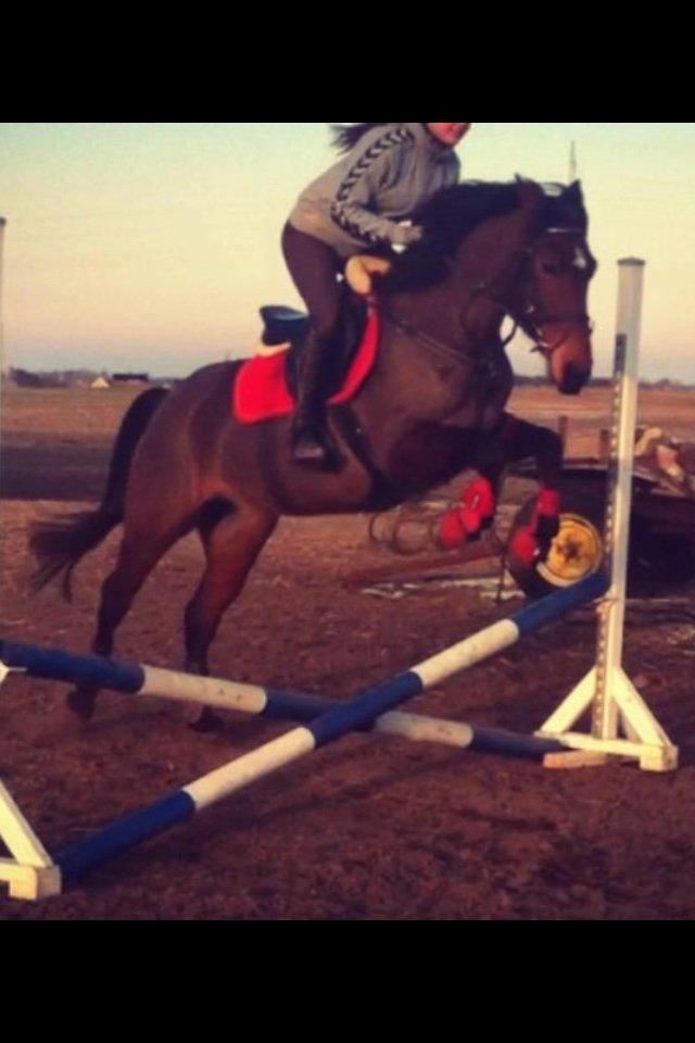 Pinto Lady Taupo (SOLGT) - første gang hun springer <3 billede 18