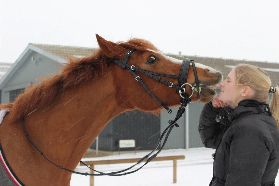 Anden særlig race Ødipus - Verdens dejligste pony! <3
Natascha Kristensen_Photo billede 13
