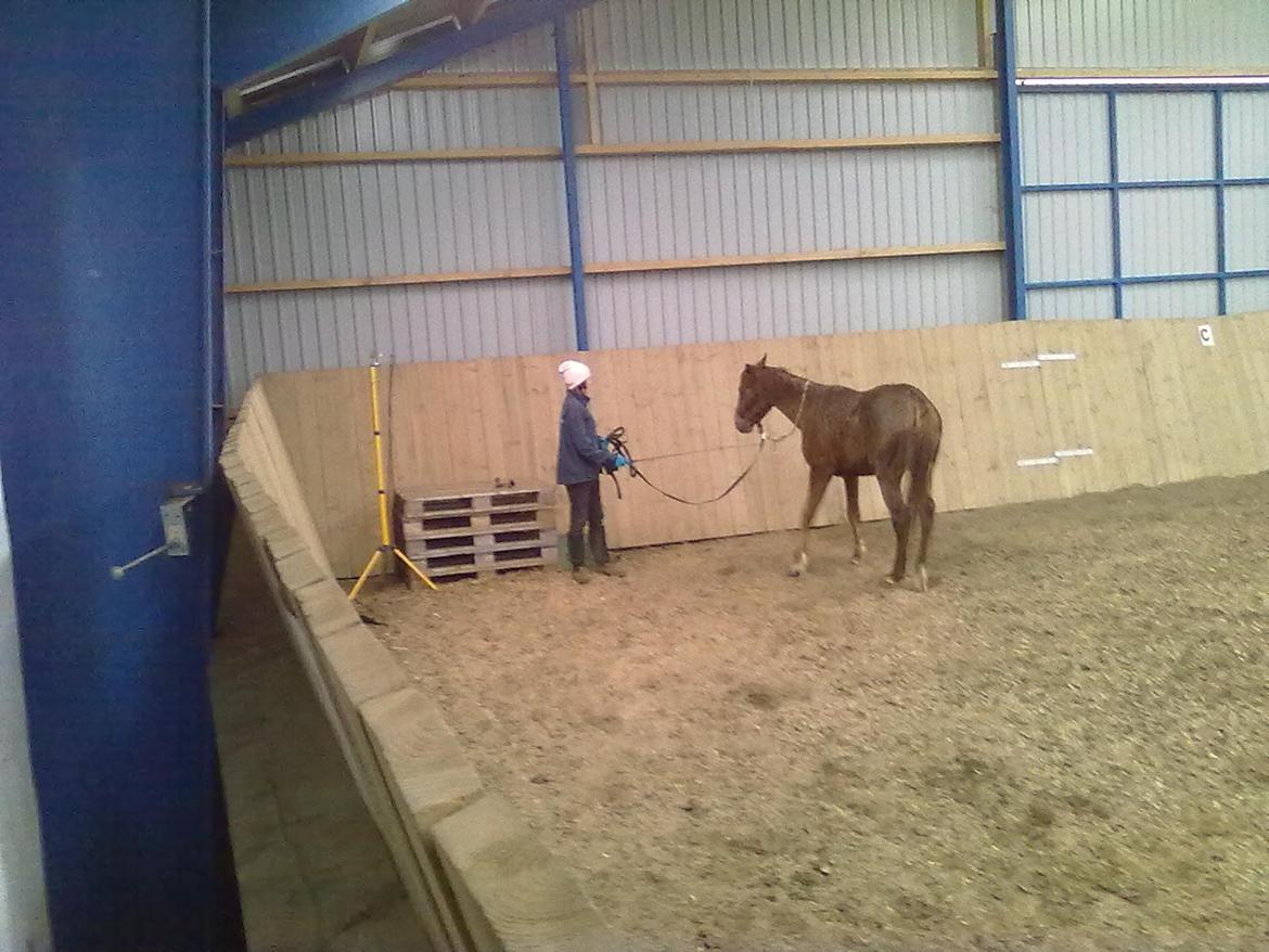 Anden særlig race Fame<33 den smukke - jeg og fame træner i ridehuset billede 14