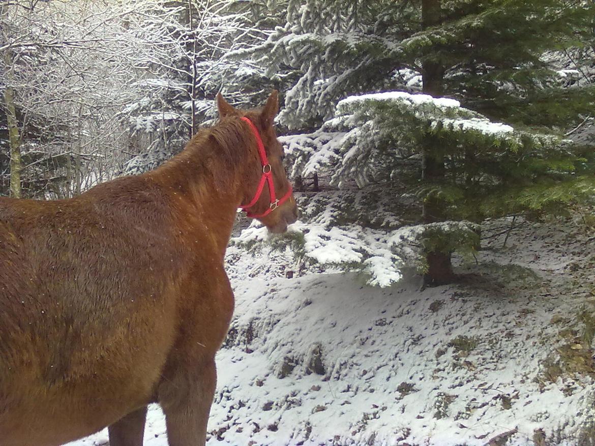 Anden særlig race Fame<33 den smukke billede 17