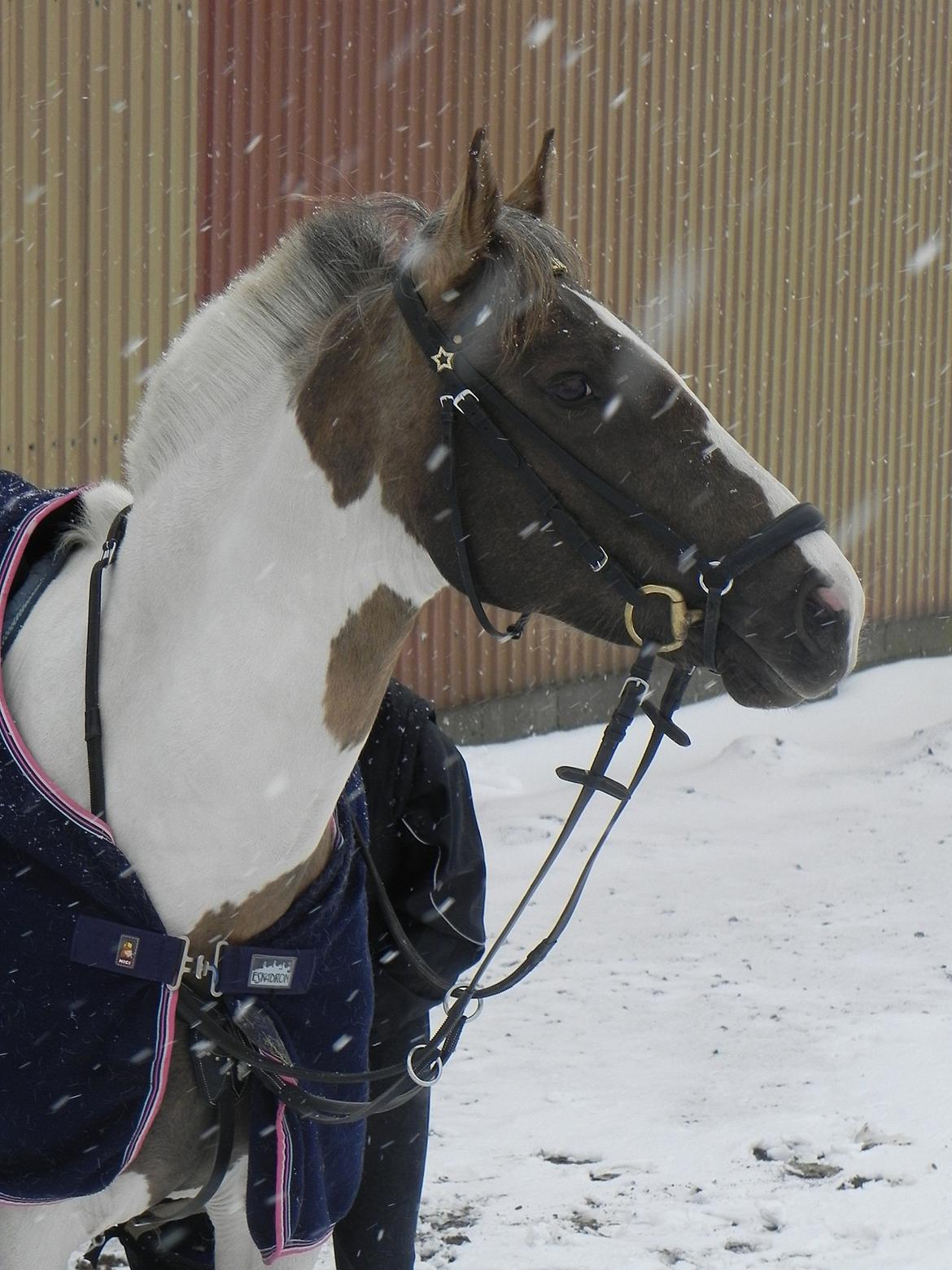 Pinto Rosenlyst's Golden Delight - Dellen.<3 billede 1