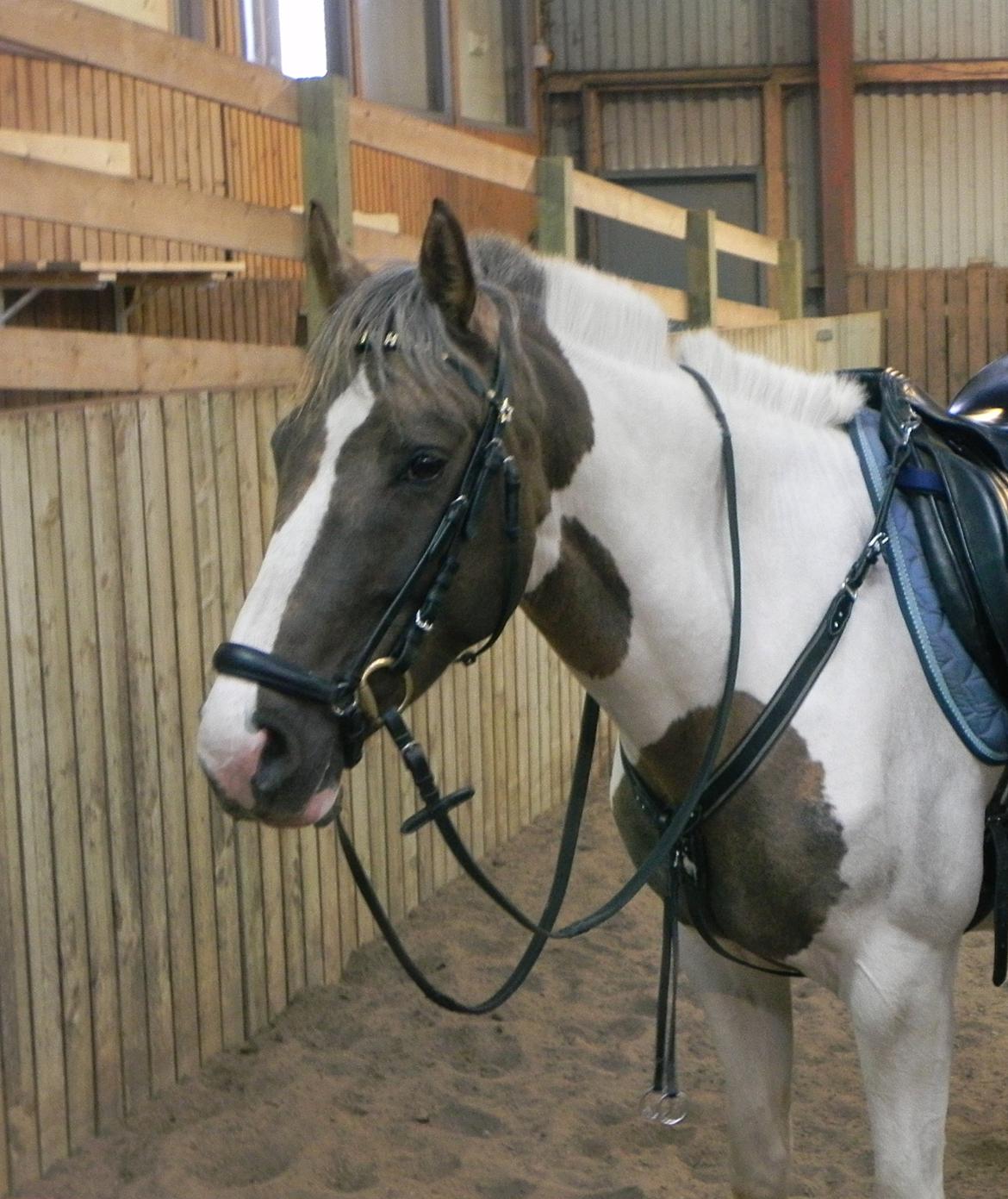 Pinto Rosenlyst's Golden Delight billede 17