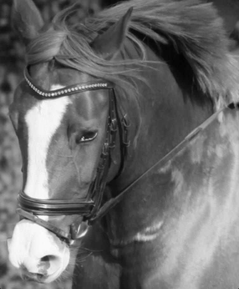 DSP Burton´s Baya<3 billede 11