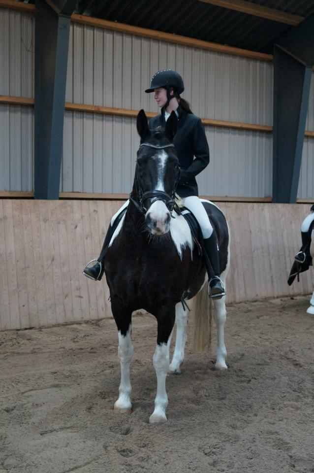 Barockpinto Dakota <3 - Smukke hest! :-* billede 14
