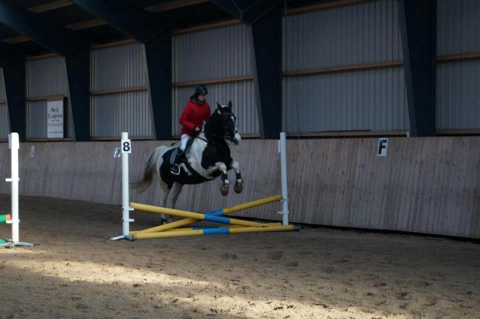 Barockpinto Dakota <3 - Første springstævne  :-) Red fejlfri og fik roset <3 billede 5