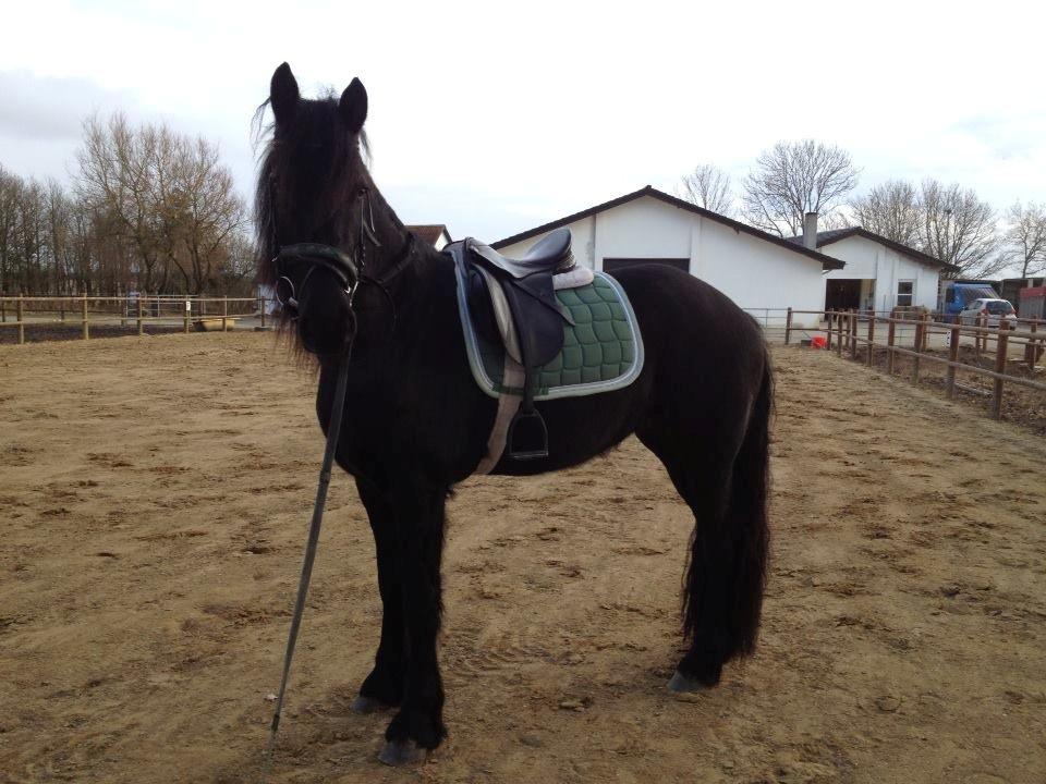 Frieser Hanna billede 9