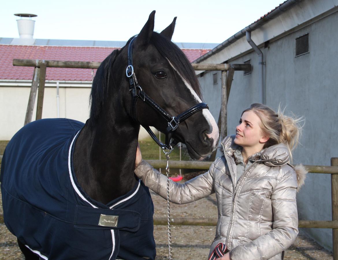 Welsh Cob (sec D) Dynamite Joy billede 1