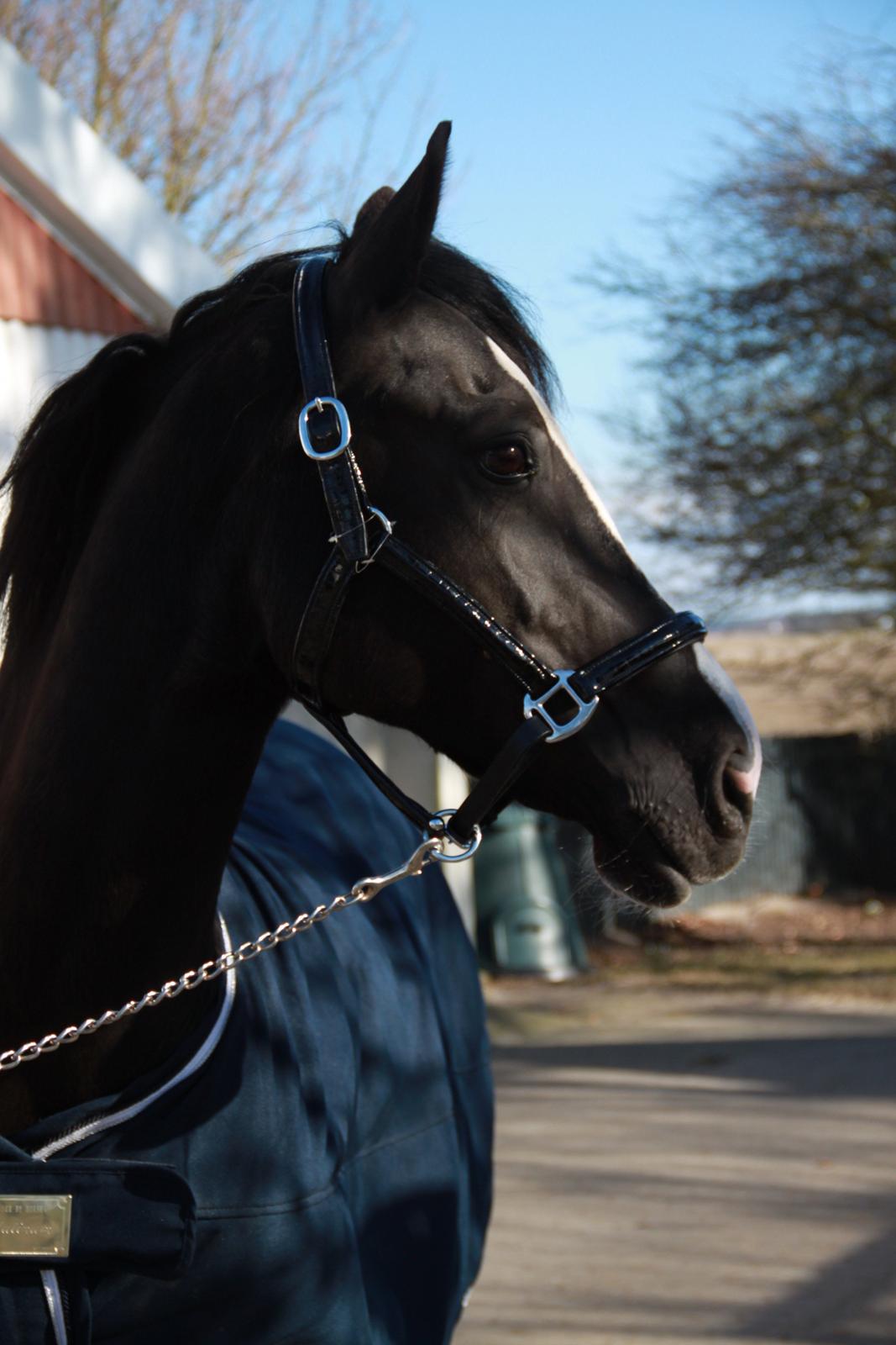 Welsh Cob (sec D) Dynamite Joy billede 14