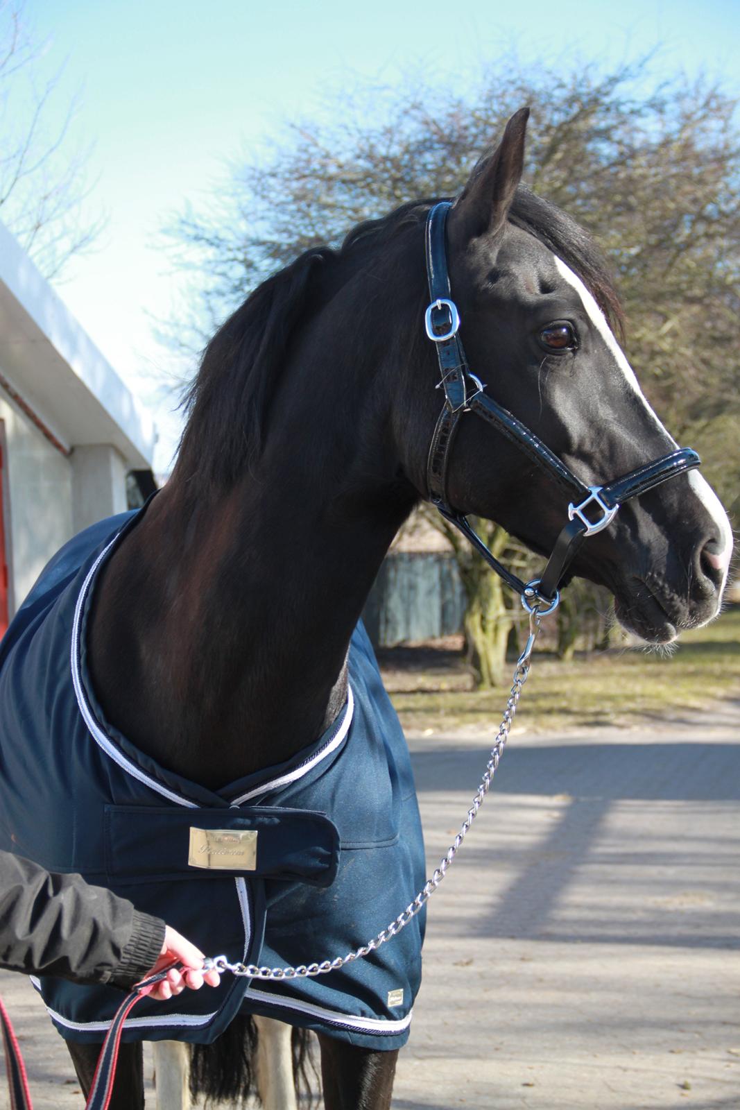 Welsh Cob (sec D) Dynamite Joy billede 6