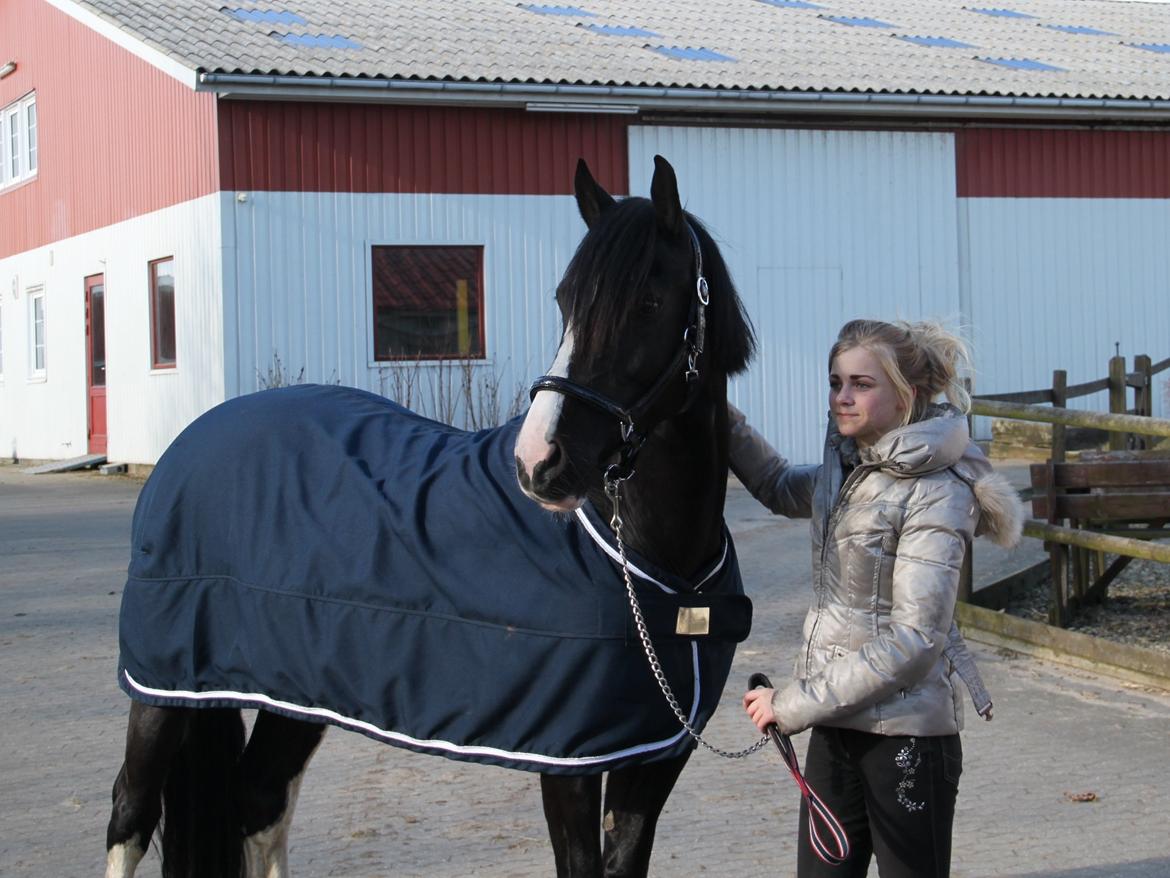 Welsh Cob (sec D) Dynamite Joy billede 15