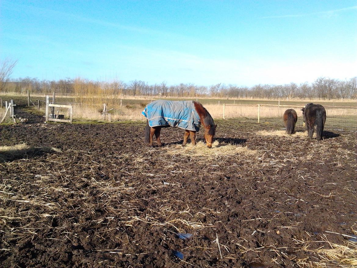Anden særlig race Petanque billede 12