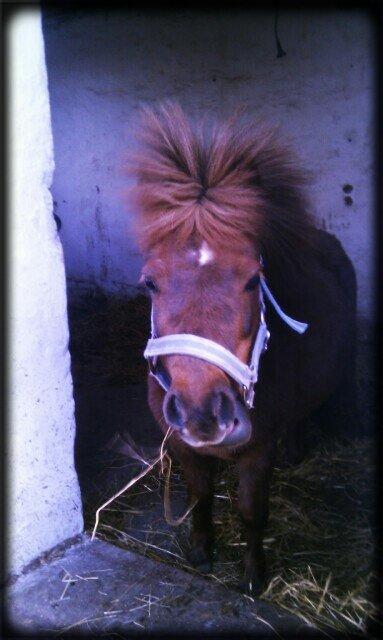 Shetlænder Lulu billede 14