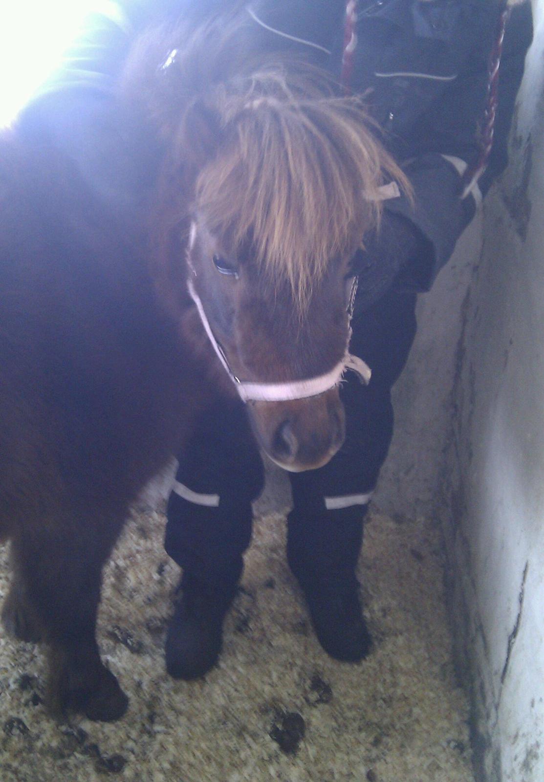 Shetlænder Lulu billede 15