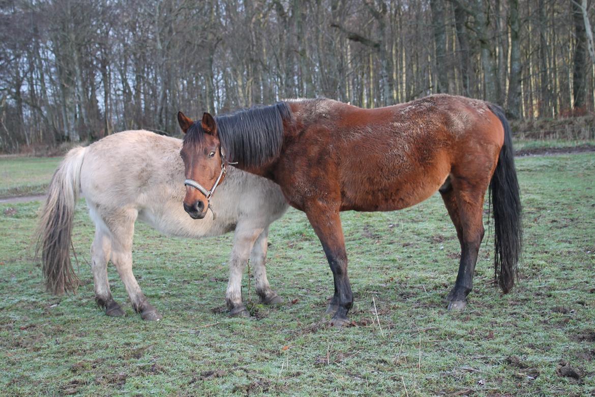 Dansk Varmblod Jackpot - Håber i har nydt billederne. billede 17