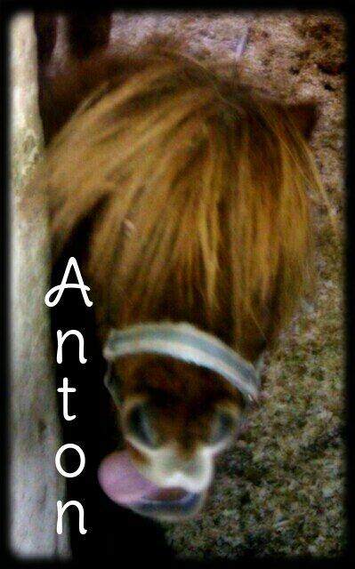 Shetlænder Anton billede 13