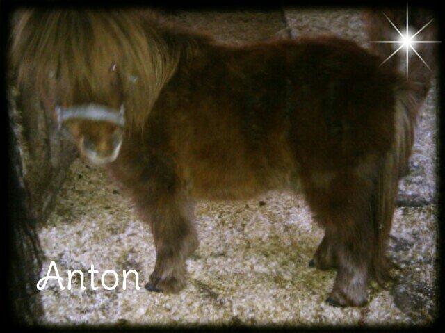 Shetlænder Anton billede 14