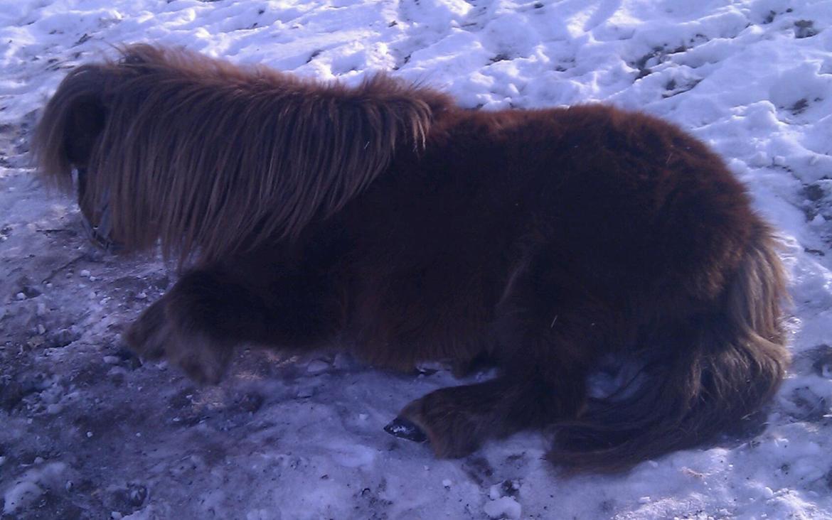 Shetlænder Anton billede 15