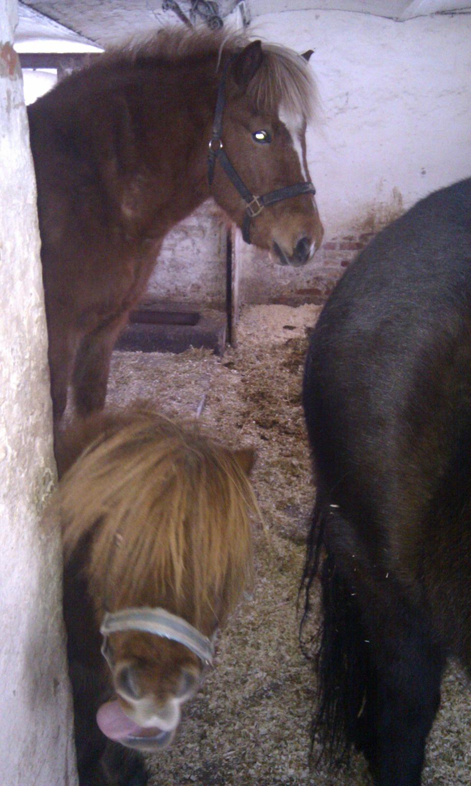 Shetlænder Anton billede 16