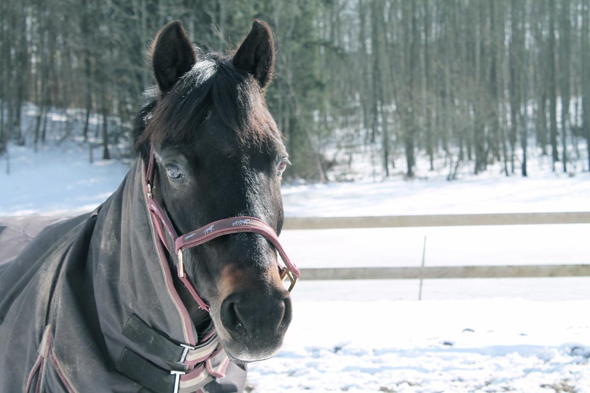 Anden særlig race Emma - Billede 1. Velkomme til Emma profil. Marts 2013 billede 18