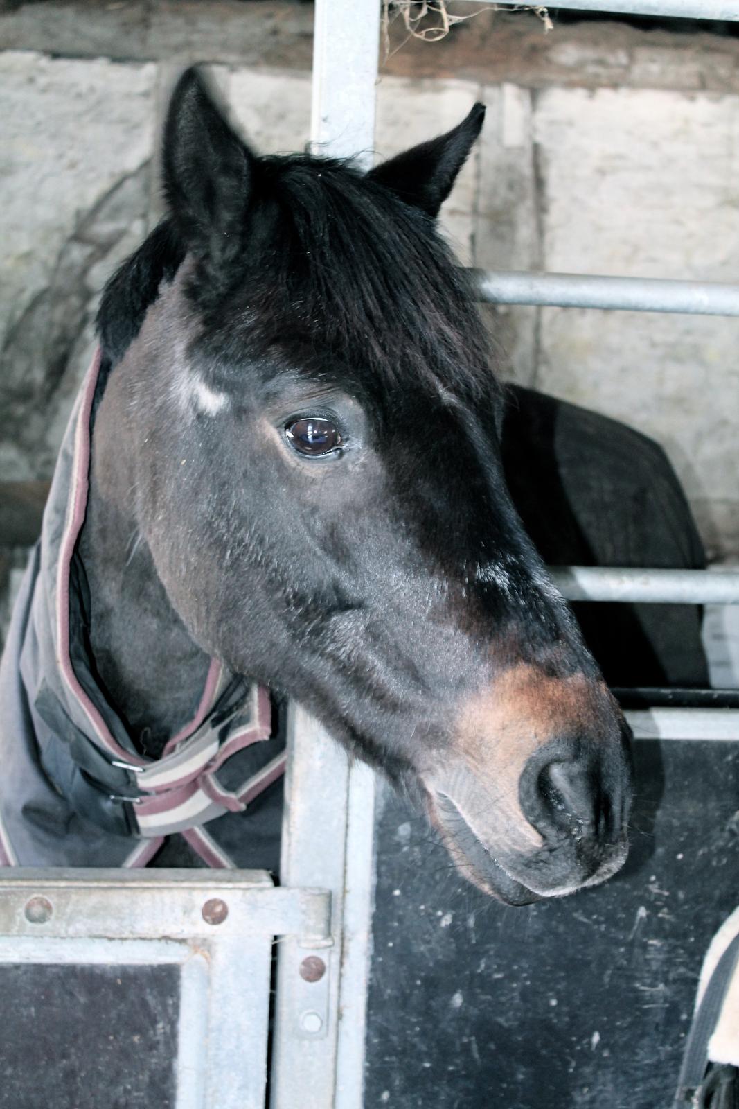 Anden særlig race Emma - Billede 9. Emma i sin boksen en tidlig marts morgen 2013.  billede 9