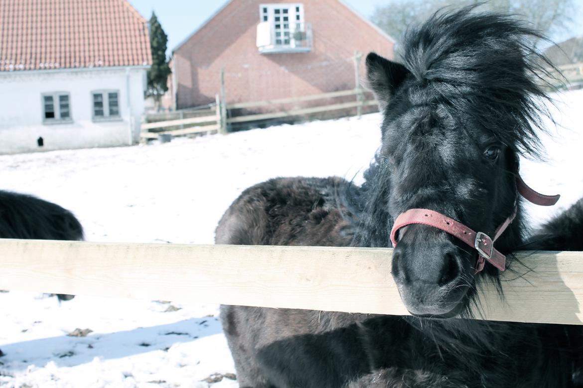 Shetlænder Endemoselunds Milton billede 15