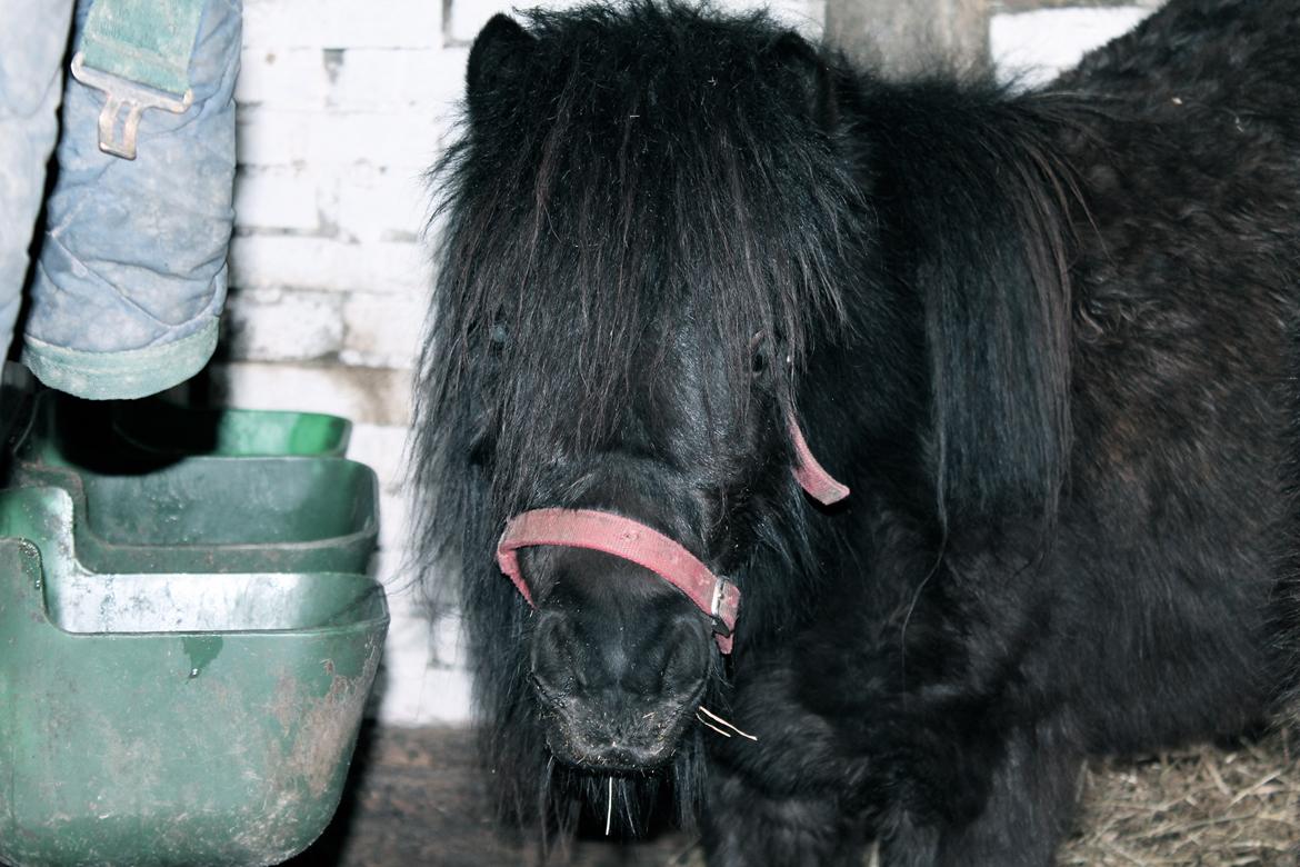 Shetlænder Endemoselunds Milton billede 16