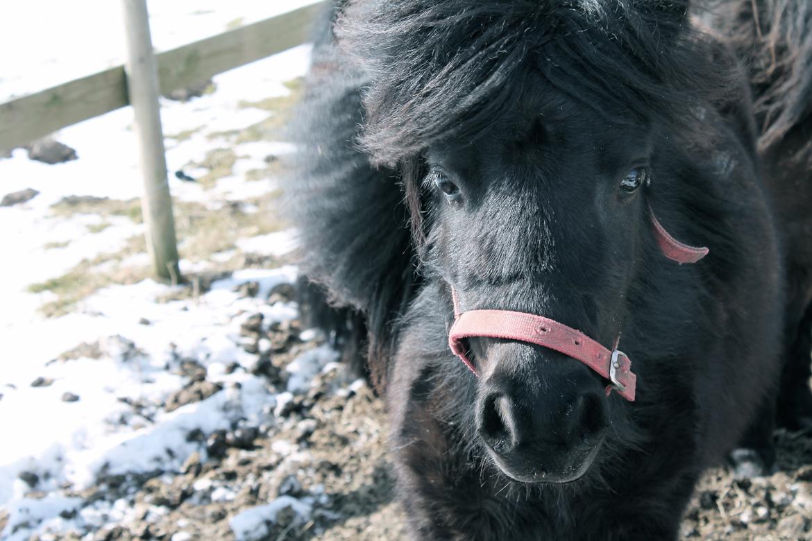 Shetlænder Endemoselunds Milton billede 17