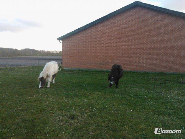 Anden særlig race Samba - Samba og hendes bedsteven Selina billede 4
