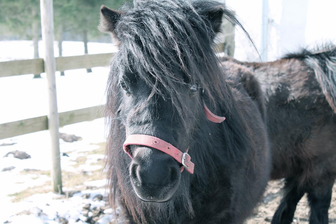 Shetlænder Endemoselunds Milton billede 2