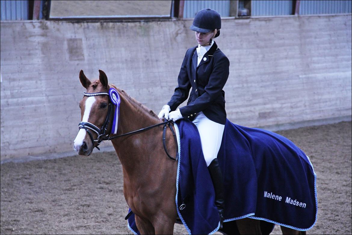 Dansk Varmblod Tanholms Hennes - LC2 med 66,09% 17/3-2013 billede 17