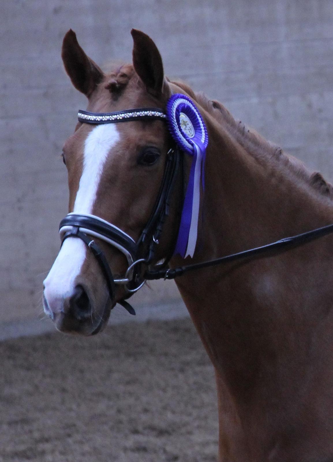 Dansk Varmblod Tanholms Hennes - LC2 med 66,09% 17/3-2013 billede 13