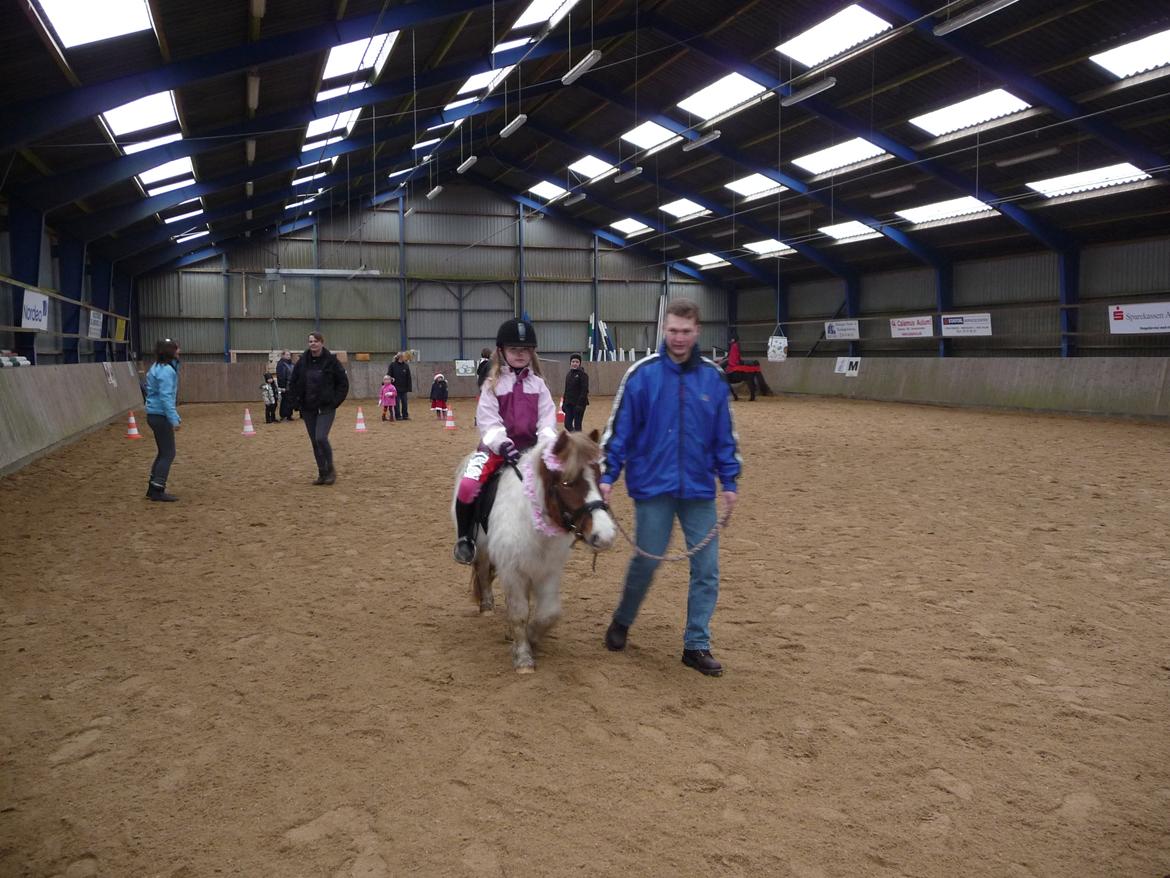 Anden særlig race Samba - til fastelavn på Hodsager hori billede 5