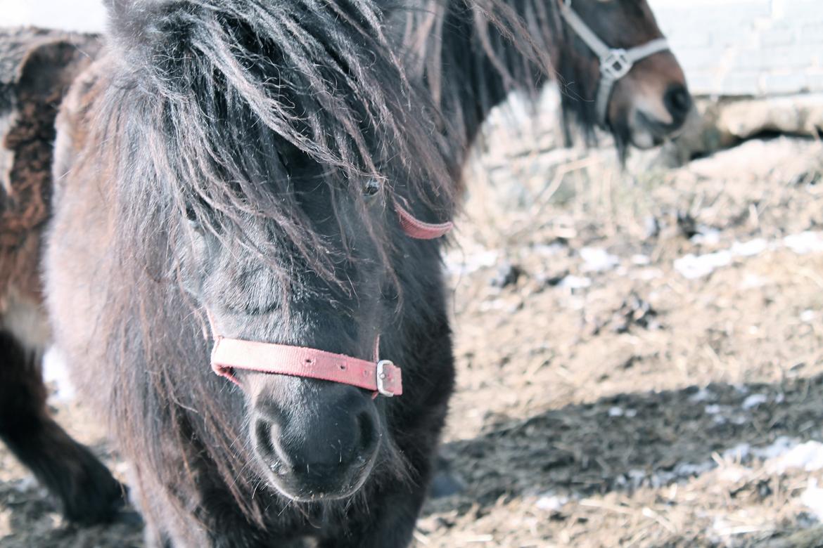Shetlænder Endemoselunds Milton billede 18