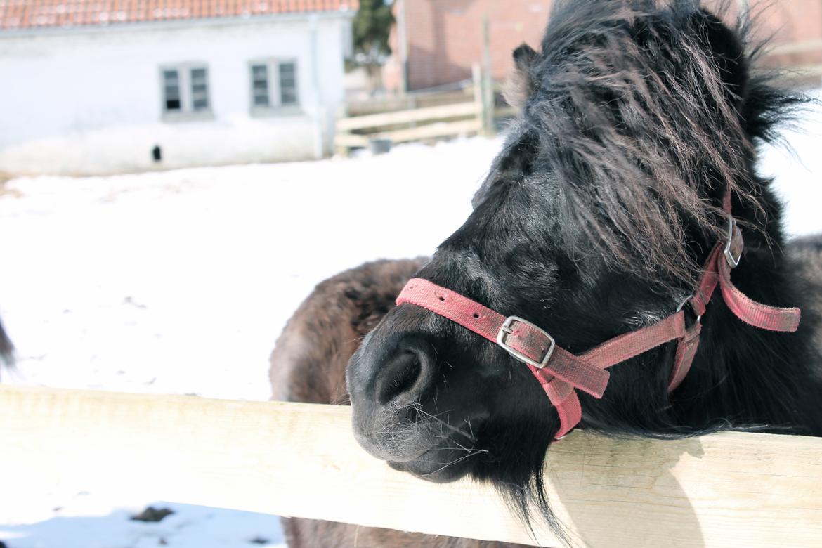 Shetlænder Endemoselunds Milton billede 19