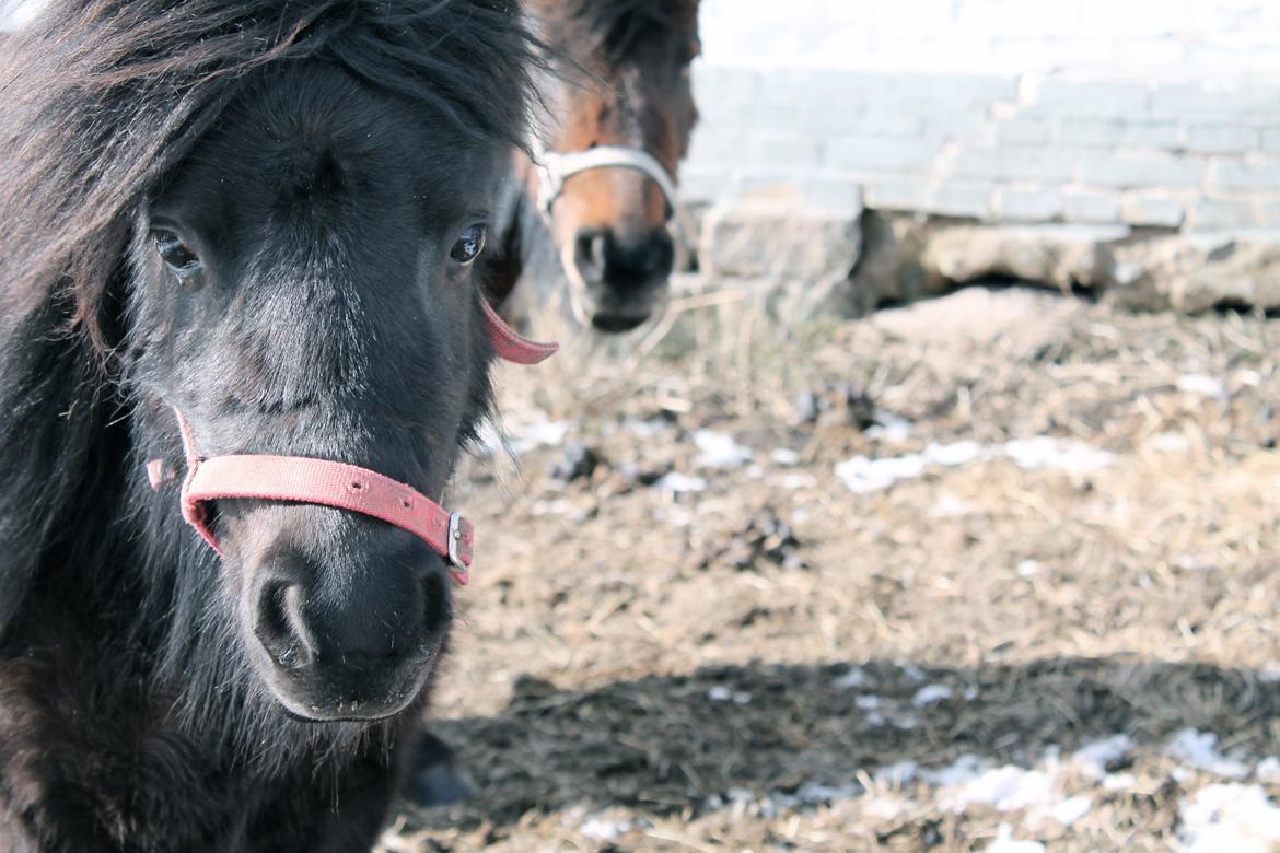 Shetlænder Endemoselunds Milton billede 20
