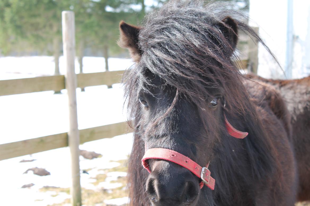Shetlænder Endemoselunds Milton billede 11
