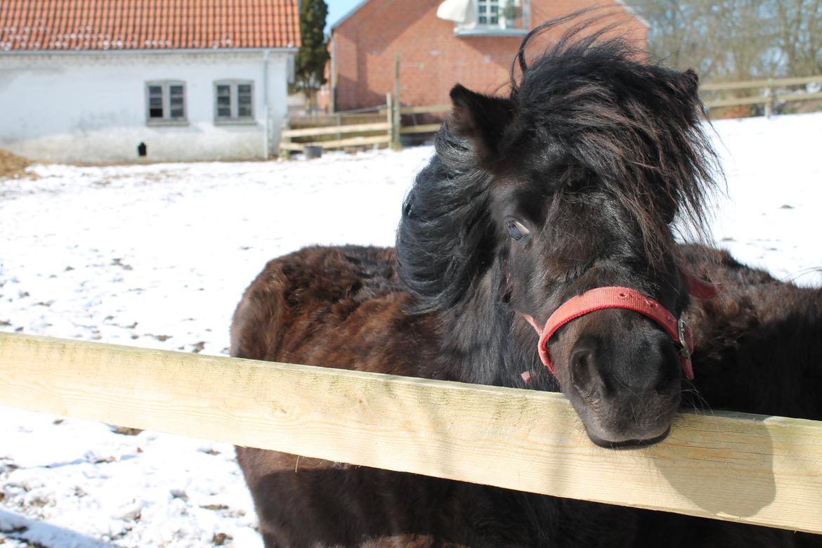 Shetlænder Endemoselunds Milton billede 6