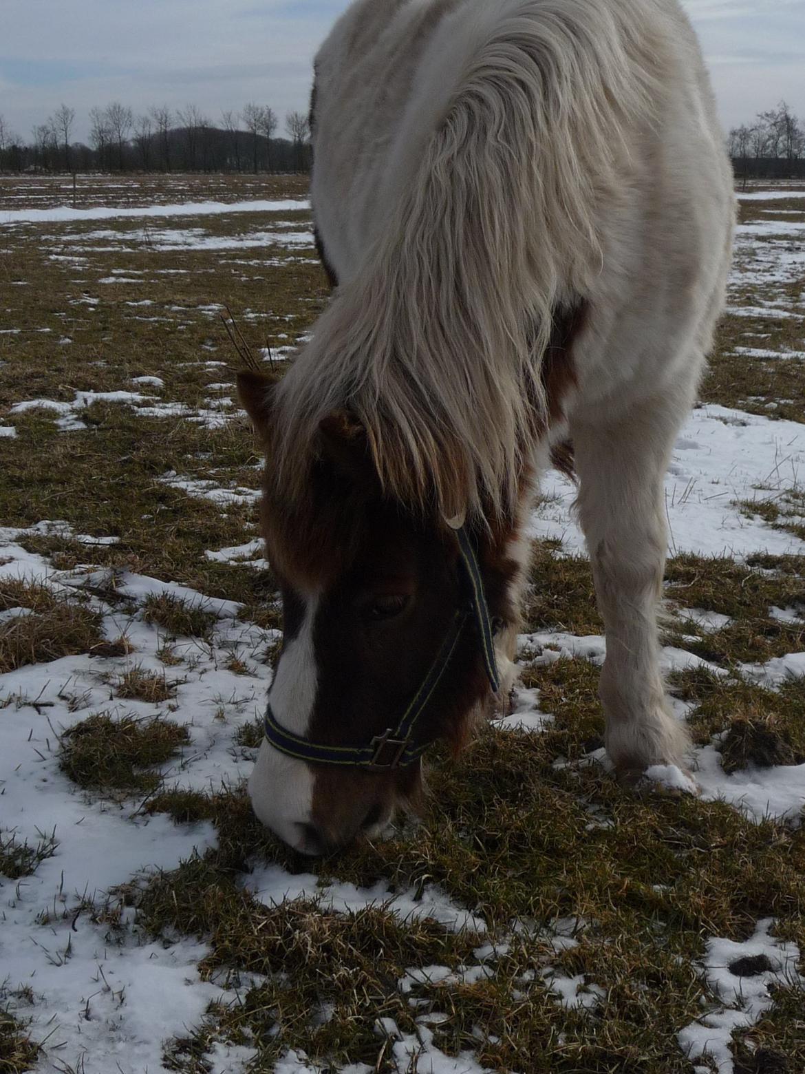 Anden særlig race Samba billede 6