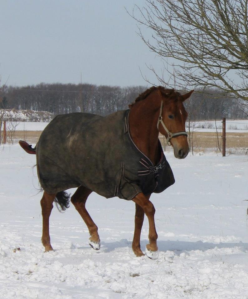 Belgisk varmblod Femke Du Sud (Flicka) *solgt* billede 15